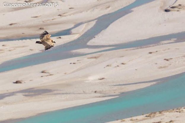 Grifone in volo sul Tagliamento